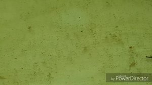 Дафния разводим из сушеной  дафний