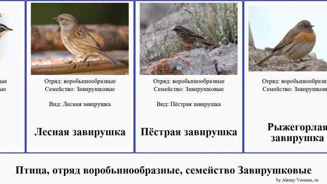 Птица, отряд воробьинообразные, семейство Завирушковые завирушка birds Passeriformes Бледная Light смотреть онлайн