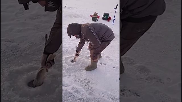#shorts Поймал однажды наш прораб Олег рыбу и.....