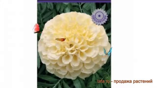 Бархатцы прямостоячая Ванилла ? бархатцы Ванилла обзор: как сажать семена бархатцев Ванилла смотреть онлайн