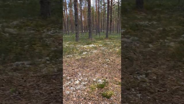 Турстоянка 7. Почозеро. Кенозерский национальный парк. смотреть онлайн