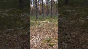 Турстоянка 7. Почозеро. Кенозерский национальный парк.