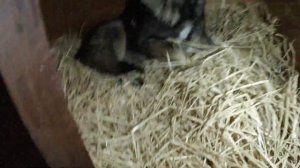 Соломки подстелите, холодно уже!!! Что кладем в собачью будку на зиму)