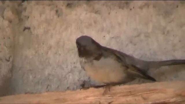 Как голуби кормят своих птенцов/How doves feed their chicks смотреть онлайн