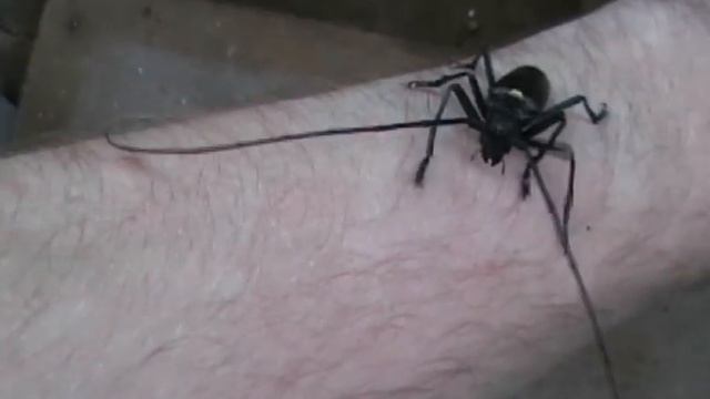 Большой еловый чёрный усач смотреть онлайн