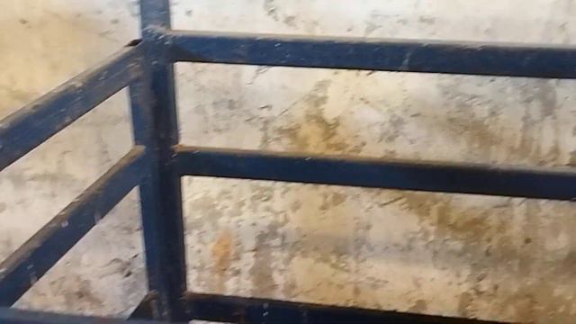 Гиссарский баранчик Грубого типа от Слона контрольное взвешивание сегодня ему 4 месяца(14.07.2023г) смотреть онлайн