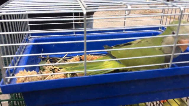 ярмарка голубей город Харьков смотреть онлайн