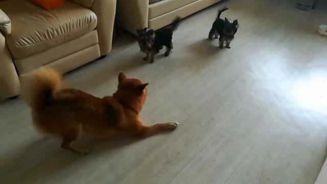 Йорк и Сиба / Как йорки знакомились с сибой смотреть онлайн