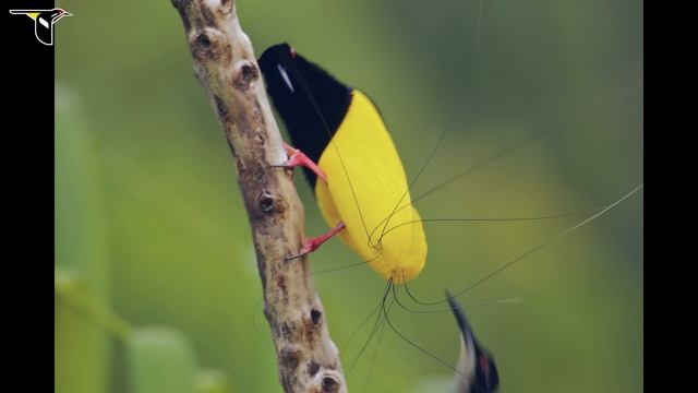 Twelve-wired Bird-of-Paradise: What Are the Wires For? смотреть онлайн
