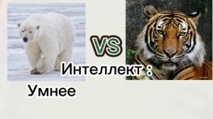 Амурский тигр против белого медведя. Сравнение самцов.