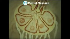 Лимфатическая система человека  Строение, функции, схема лимфатической системы