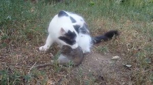 Кошка дерется с огромной крысой!