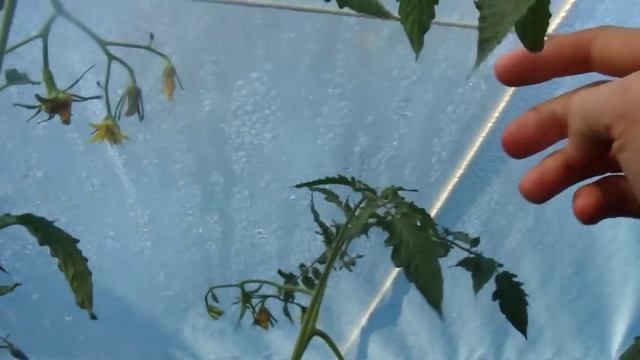 Ч.2: ДОРАБОТКИ - Огромная теплица своими руками за $125 смотреть онлайн