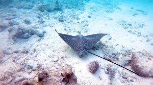 Ocean 4K - Sea Animals for Relaxation, Beautiful Coral Reef Fish in Aquarium (4K Video Ultra HD) #4