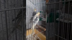 Карелла поет.