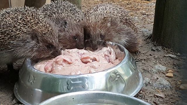 Ежата смотреть онлайн