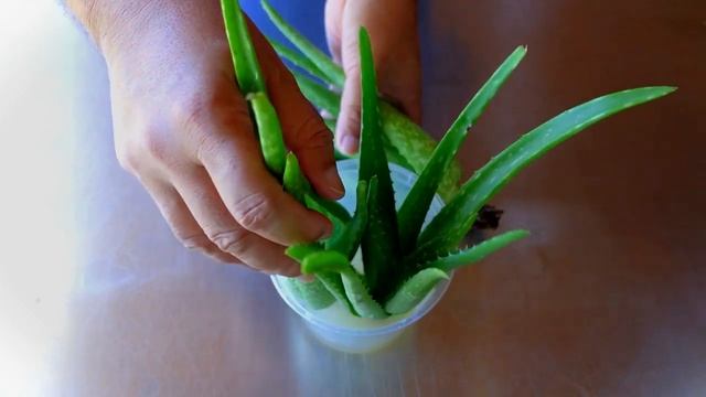 Planting Aloe vera in Aloe vera gel смотреть онлайн