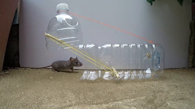 Water bottle Mouse/Rat Trap смотреть онлайн