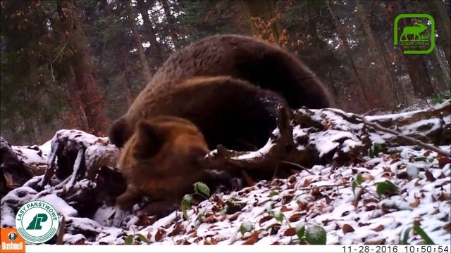 #6 Огромный медведь в объективе фотоловушки смотреть онлайн