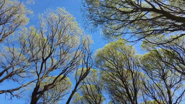 Застенчивые кроны смотреть онлайн