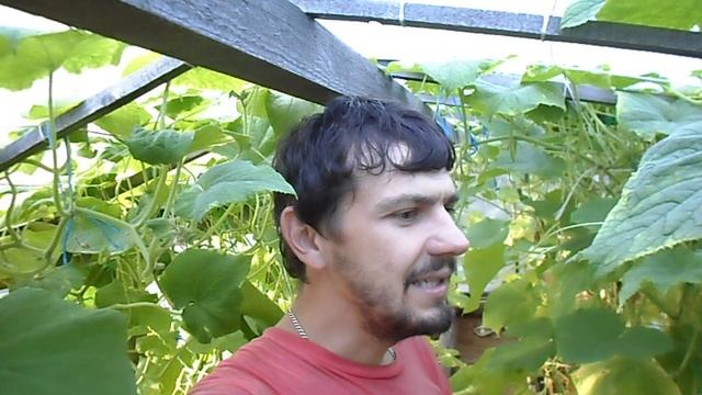 БОГАТЫЙ УРОЖАЙ ОГУРЦОВ, ОГУРЦЫ ИЗУМРУДНАЯ РОССЫПЬ. смотреть онлайн