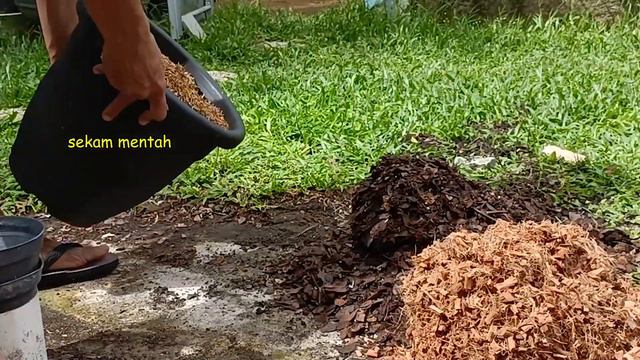 Media Tanam Adenium DHA | Soil for Adenium DHA смотреть онлайн