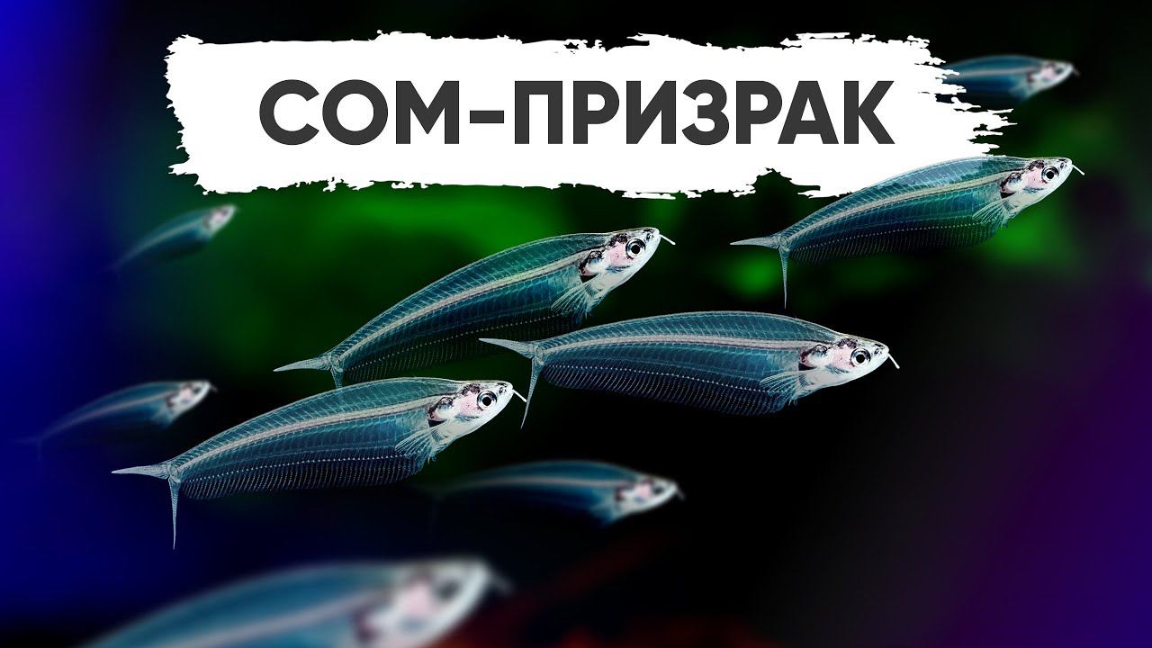 Стеклянный сом-призрак смотреть онлайн