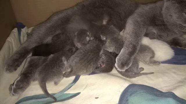 Шотландская кошка родила смотреть онлайн