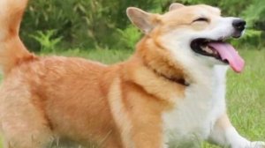 Собаки средних пород) {#2}