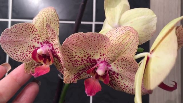 Цветущие орхидеи) Бабочка Легато, Биг Бенг, Мастерпис, Фронечка... не фаленопсисы) Веня постригся) смотреть онлайн