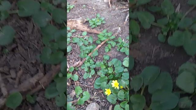 фиалки первоцветы,у нас тепло смотреть онлайн