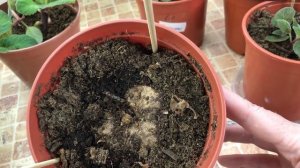 Повторное цветение Глоксиний. Ответы на Ваши вопросы