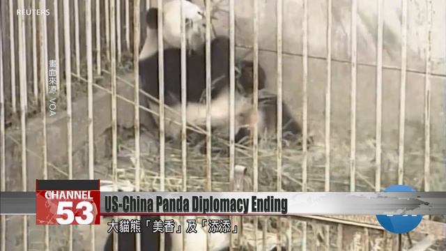 Is giant panda program in US a victim of US-China tensions? ｜Taiwan News смотреть онлайн