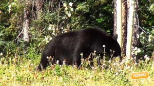 Встреча с медведем, помогли петарды.