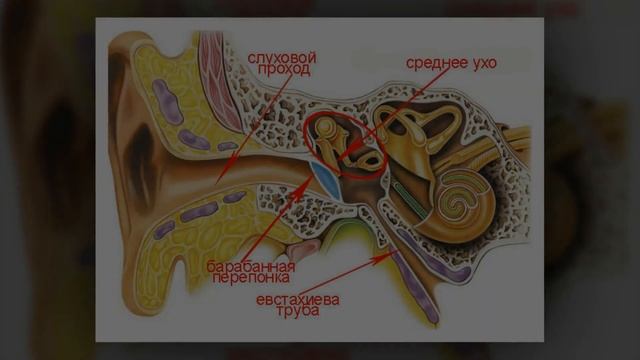 Восстанавливаем слух после отита смотреть онлайн