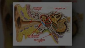 Восстанавливаем слух после отита
