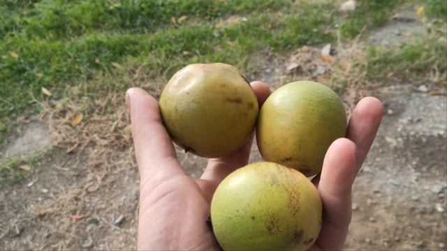 Чорний горіх. Зелені скарби Вінничинни. смотреть онлайн