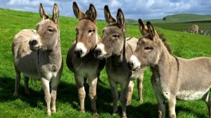 Осел - интересные факты