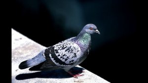 Звуки голубя, воркование голубя, голос голубя
