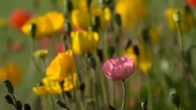 Начинаем, чтобы закончить... Вдохновляющий стих смотреть онлайн