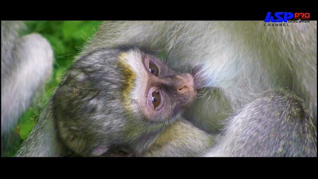 Animal life monkey vs lion in the wild | Animal planet смотреть онлайн