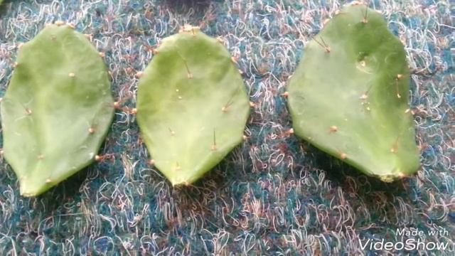 Schijf Cactus Blad-stekken en info смотреть онлайн