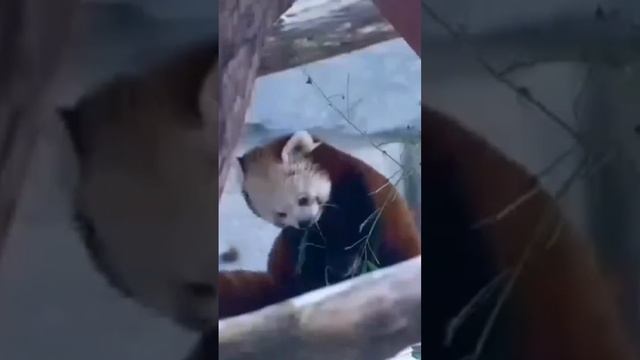КраснАЯ пАнда МосКовский зооПарк?Red panda Moscow Zoo? смотреть онлайн