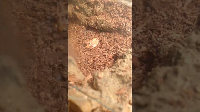 Bullet ant (Paraponera clavata) queen смотреть онлайн