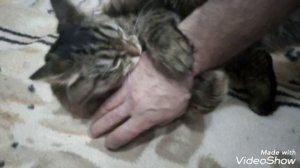 Кошка после стерилизации, снимаем повязку