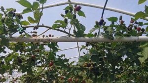 2021 05 31 Ежевика ремонтантная