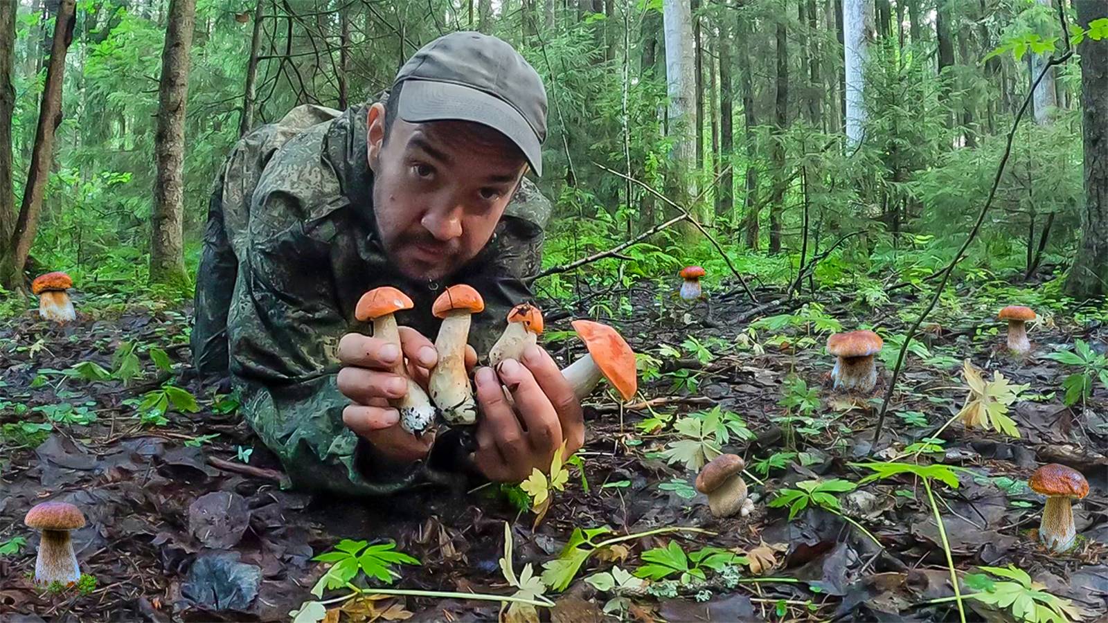 ГРИБНИЦЫ ЗАРАБОТАЛИ! ВЫШЕЛ НА СВОИ ЛЮБИМЫЕ МЕСТА И СОБРАЛ КУЧУ ГРИБОВ. БЕЛЫЕ ГРИБЫ И ПОДОСИНОВИКИ смотреть онлайн