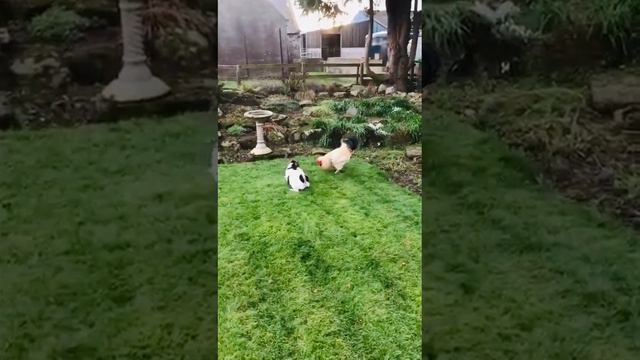 Dog Versus Cockerel! Bob the Jack Russell Plays with His Friend. смотреть онлайн