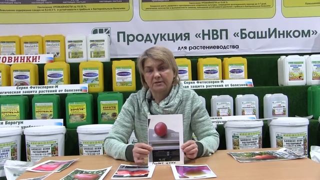 Видеоотзыв сорт "Розовые щечки Храмушиной" смотреть онлайн