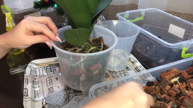 Пересадка двух Орхидей после покупки когда и как смотреть онлайн